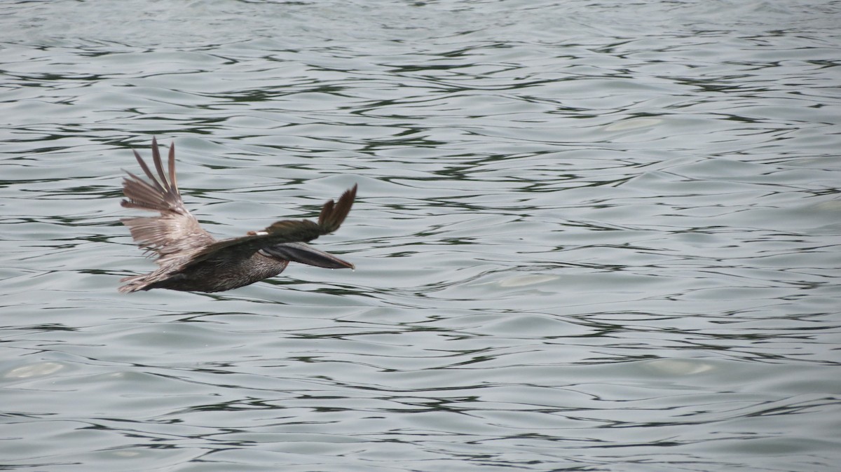 Brown Pelican - Delvis Toledo