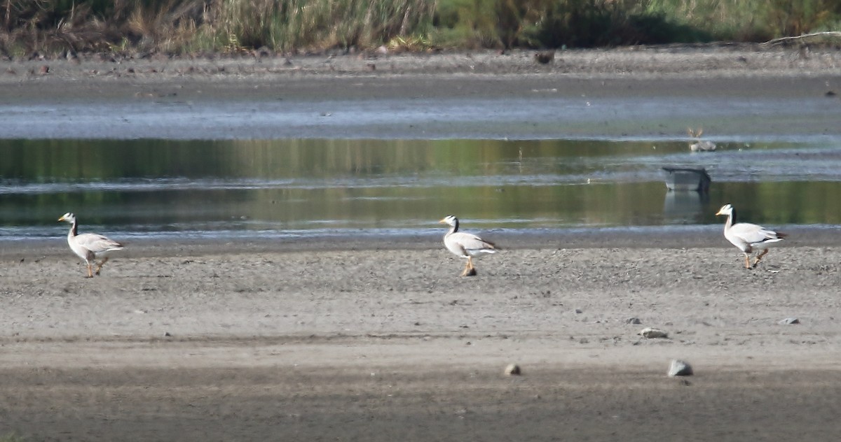 Bar-headed Goose - ML596152141