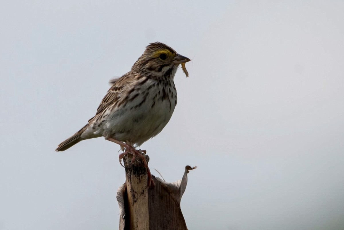 Savannah Sparrow - ML59615251