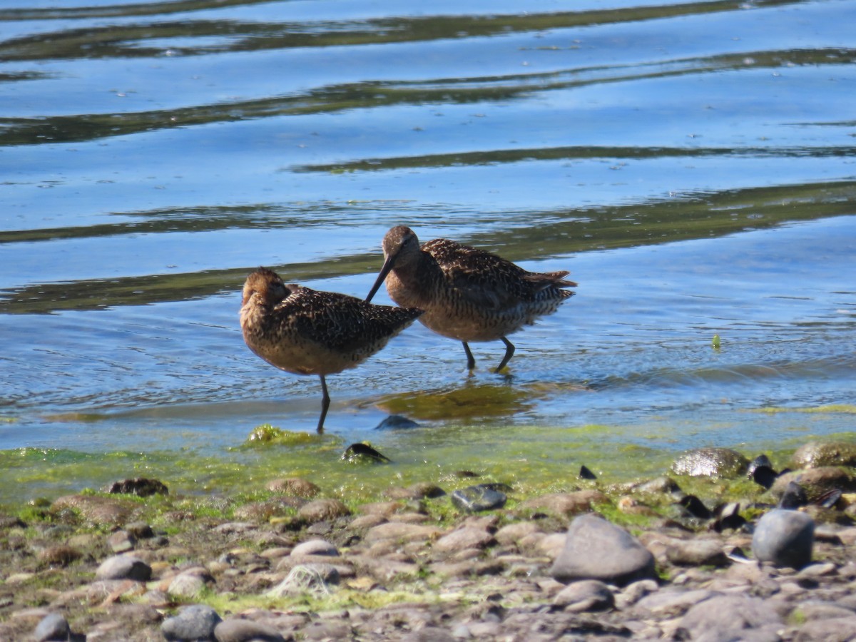 Long-billed Dowitcher - ML596152951