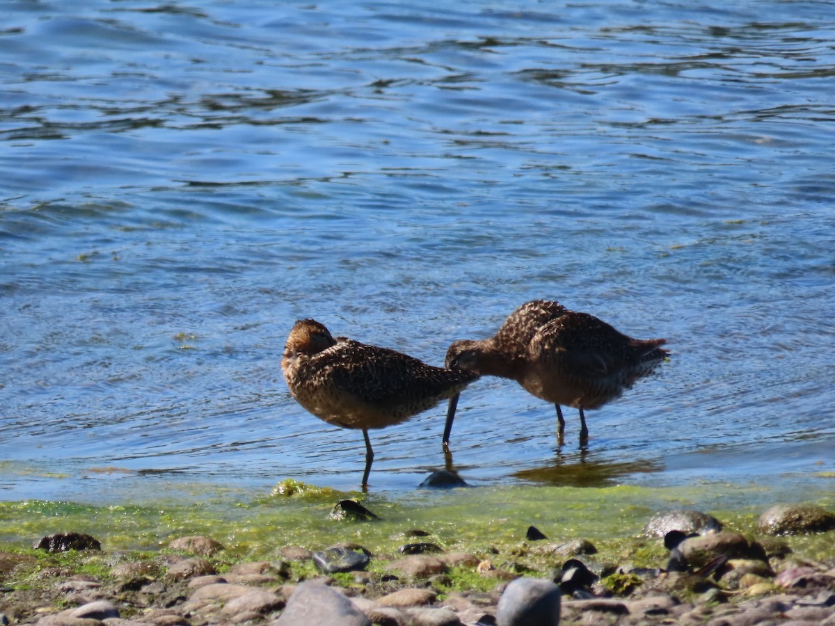 Long-billed Dowitcher - ML596152961