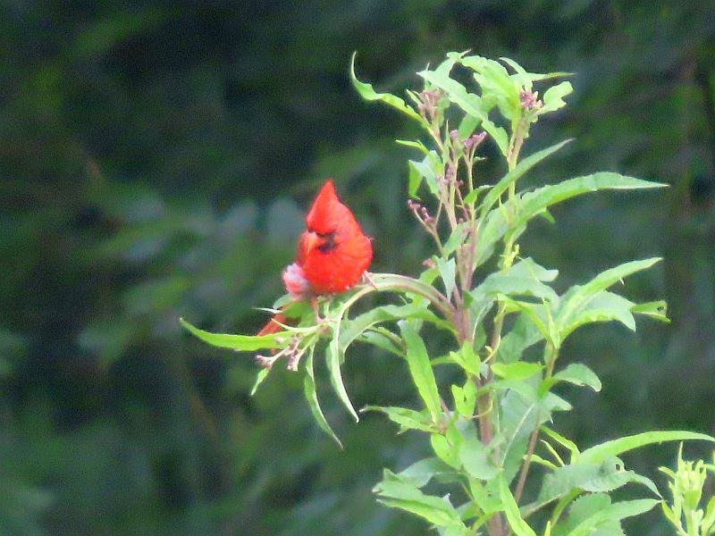 Northern Cardinal - ML596154391