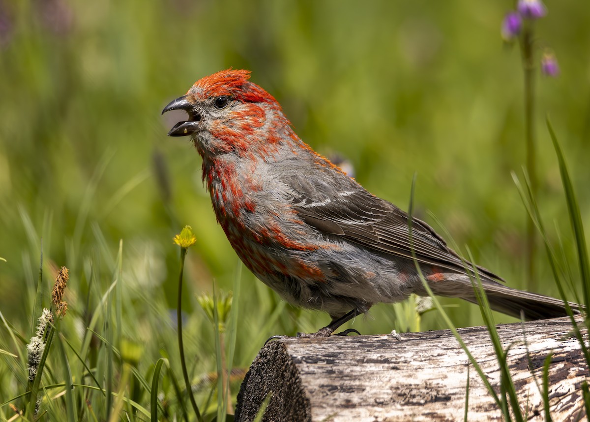 Tayga Çütresi - ML596154511