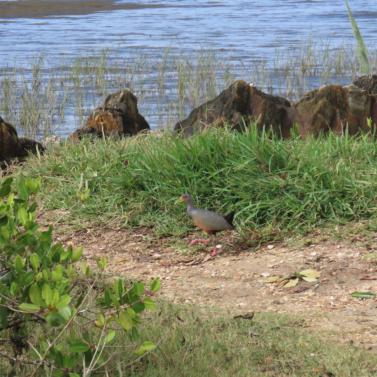 Gray-cowled Wood-Rail - Richard Fleming