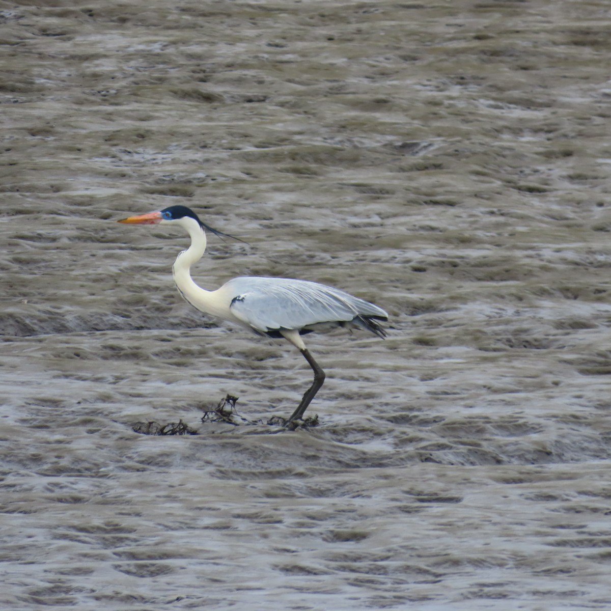 Cocoi Heron - Richard Fleming