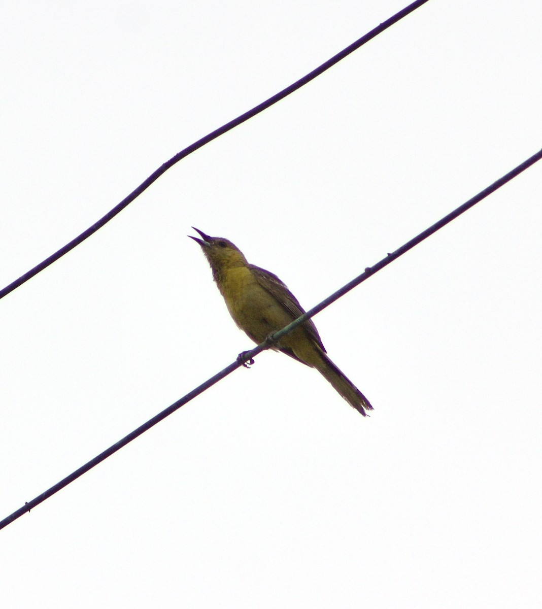 Hooded Oriole - ML596157401