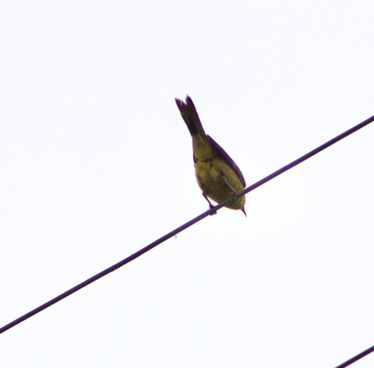 Hooded Oriole - ML596157411