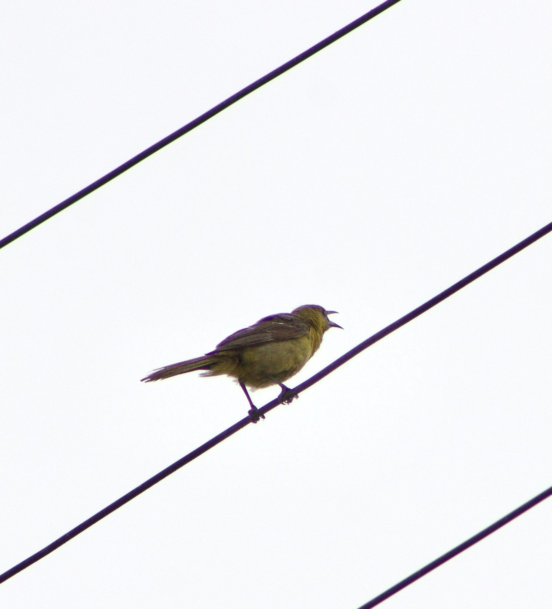 Hooded Oriole - ML596157421