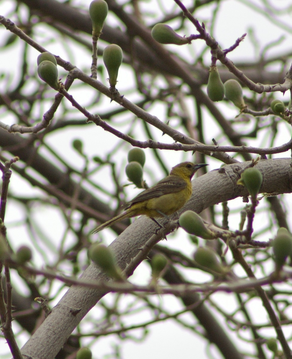 Hooded Oriole - ML596157431