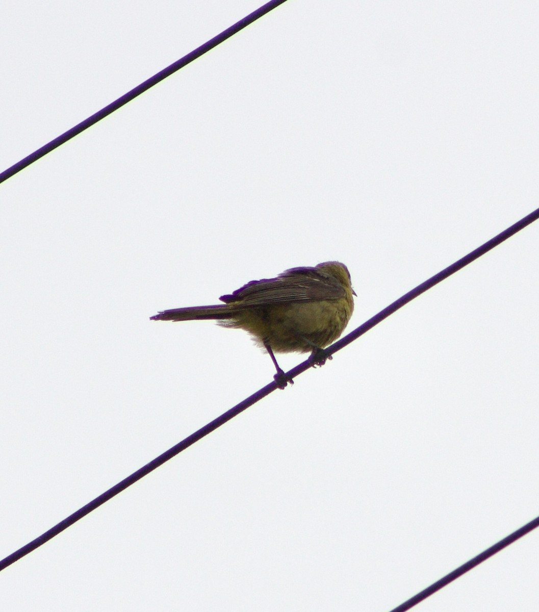 Hooded Oriole - ML596157441