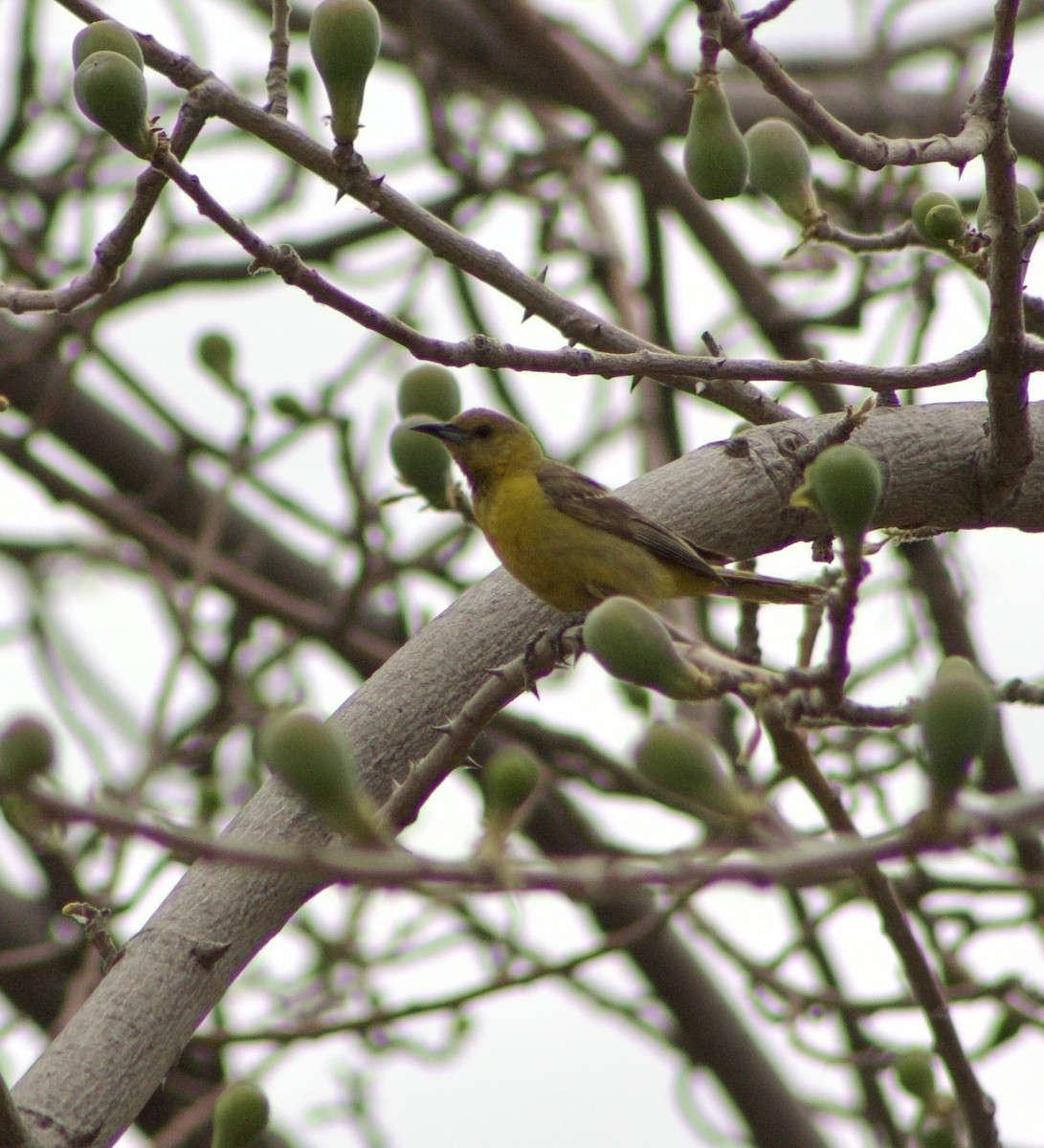 Hooded Oriole - ML596157451