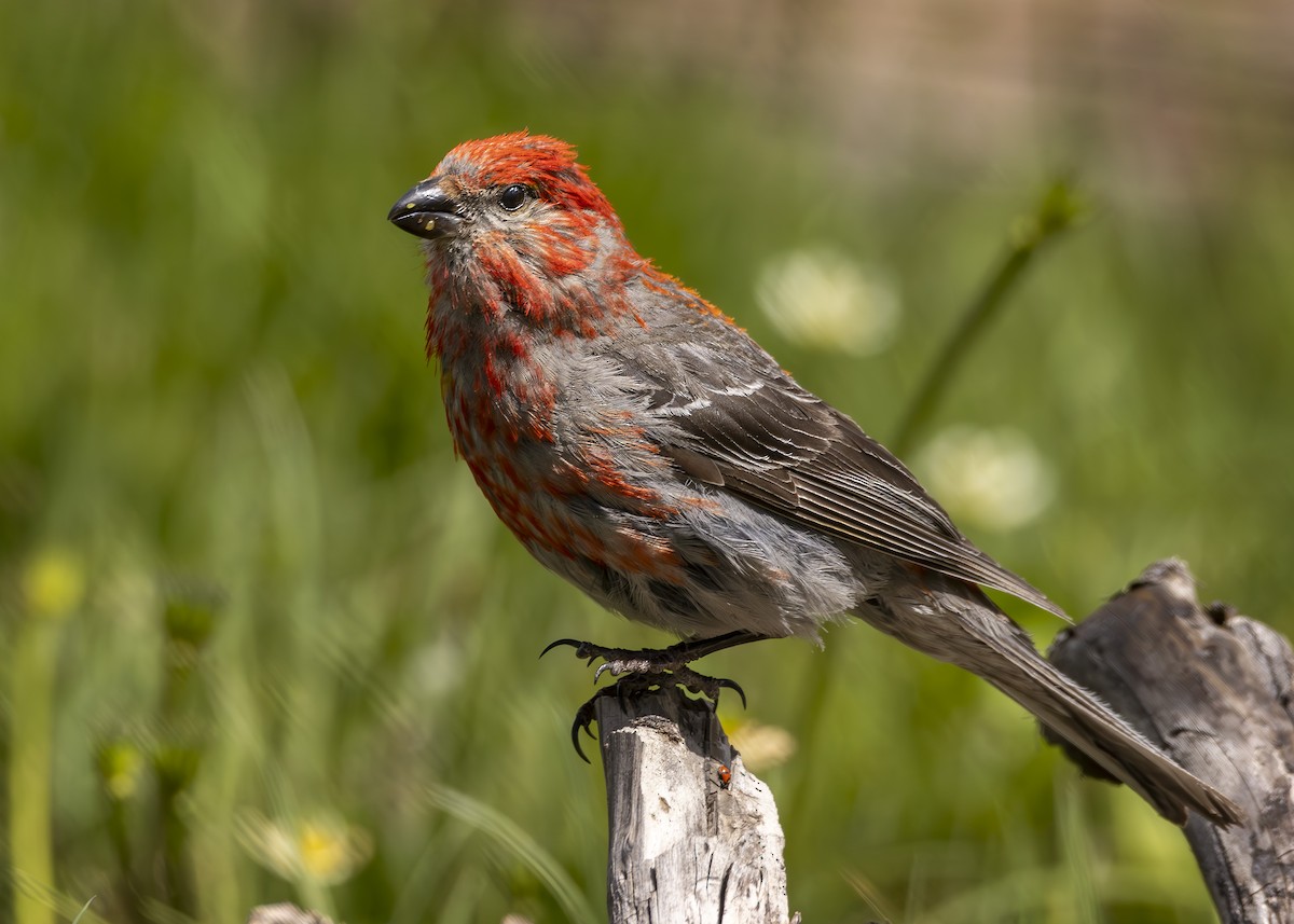 Pine Grosbeak - Matthew Pendleton