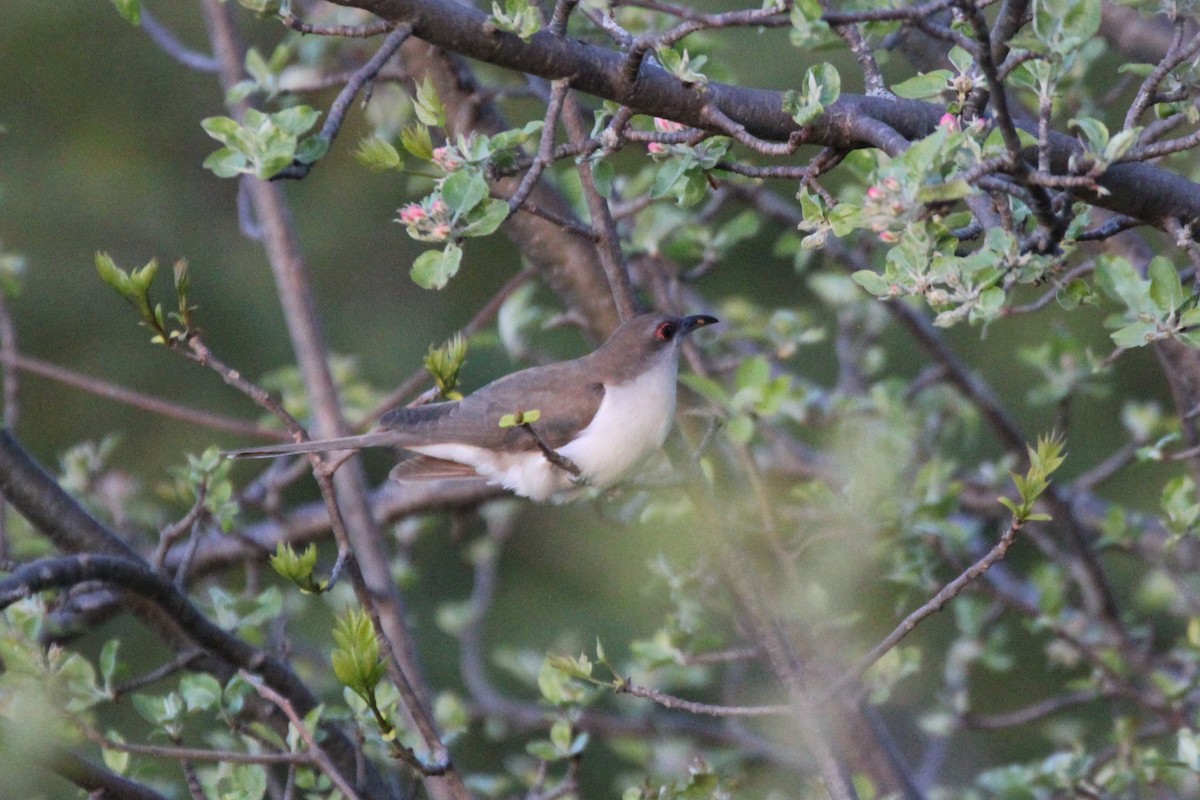 Black-billed Cuckoo - Quinten Wiegersma