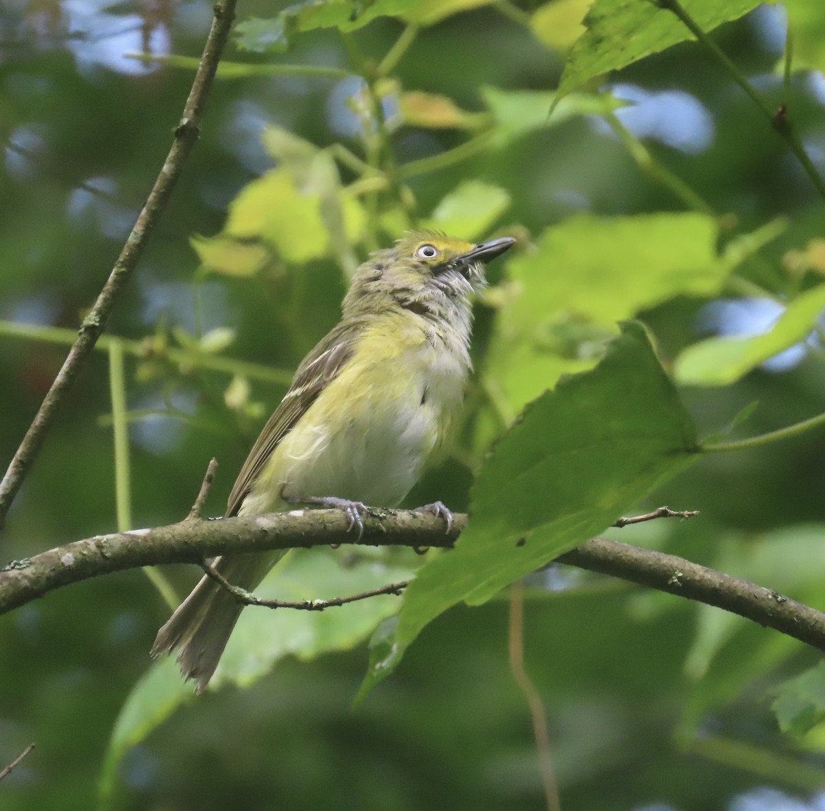 White-eyed Vireo - ML596158571