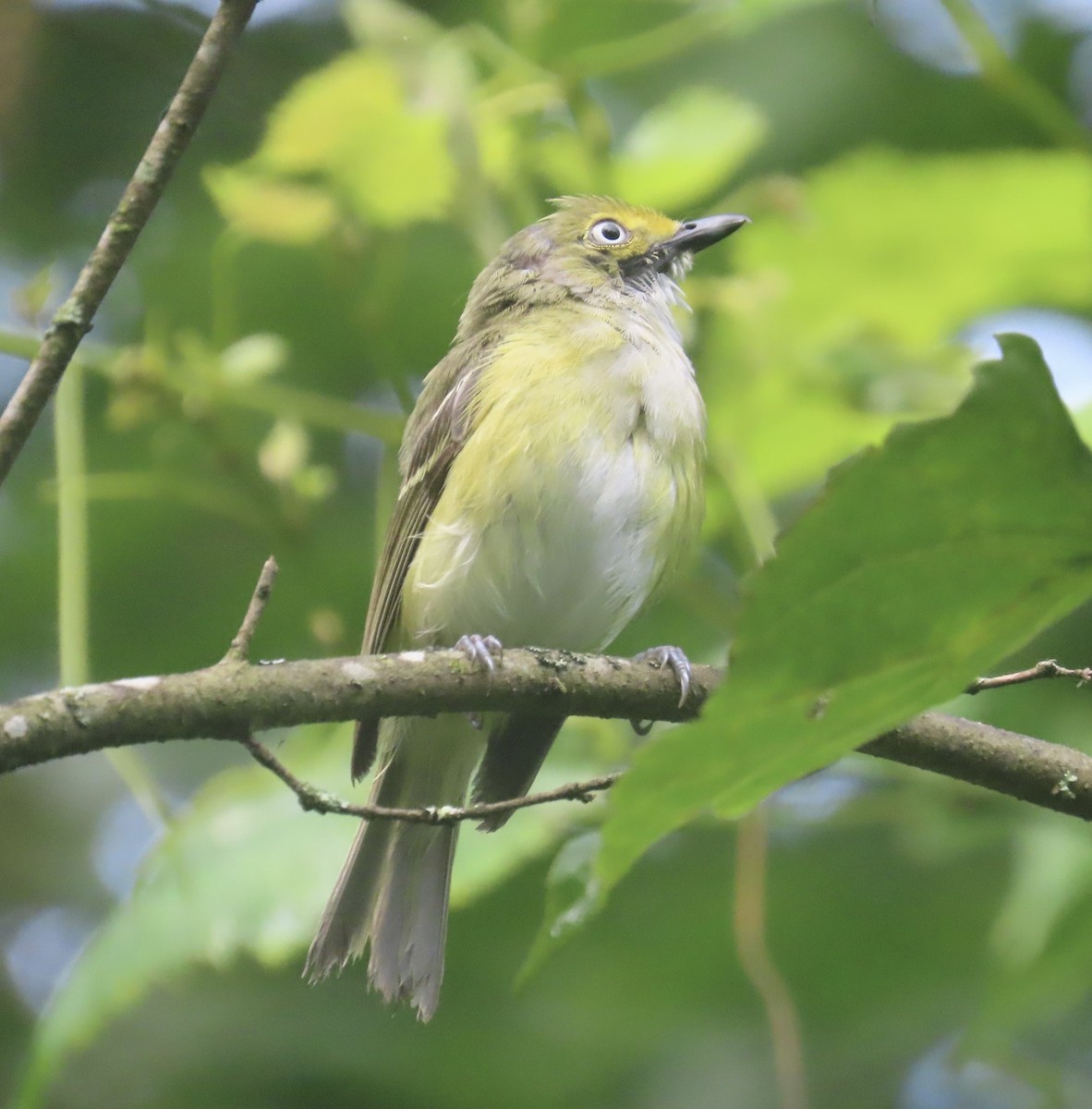 White-eyed Vireo - ML596158591