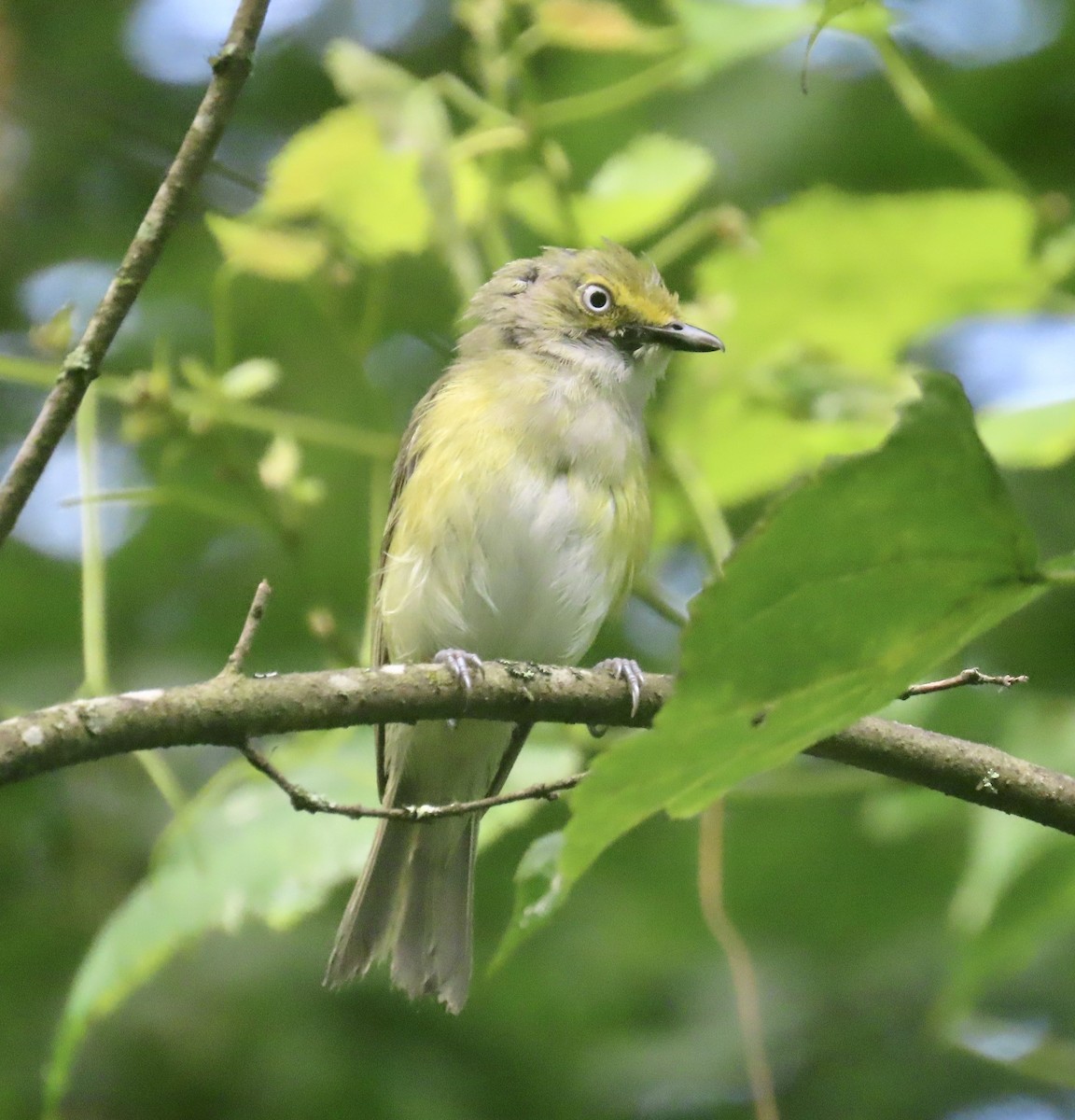 White-eyed Vireo - ML596158611