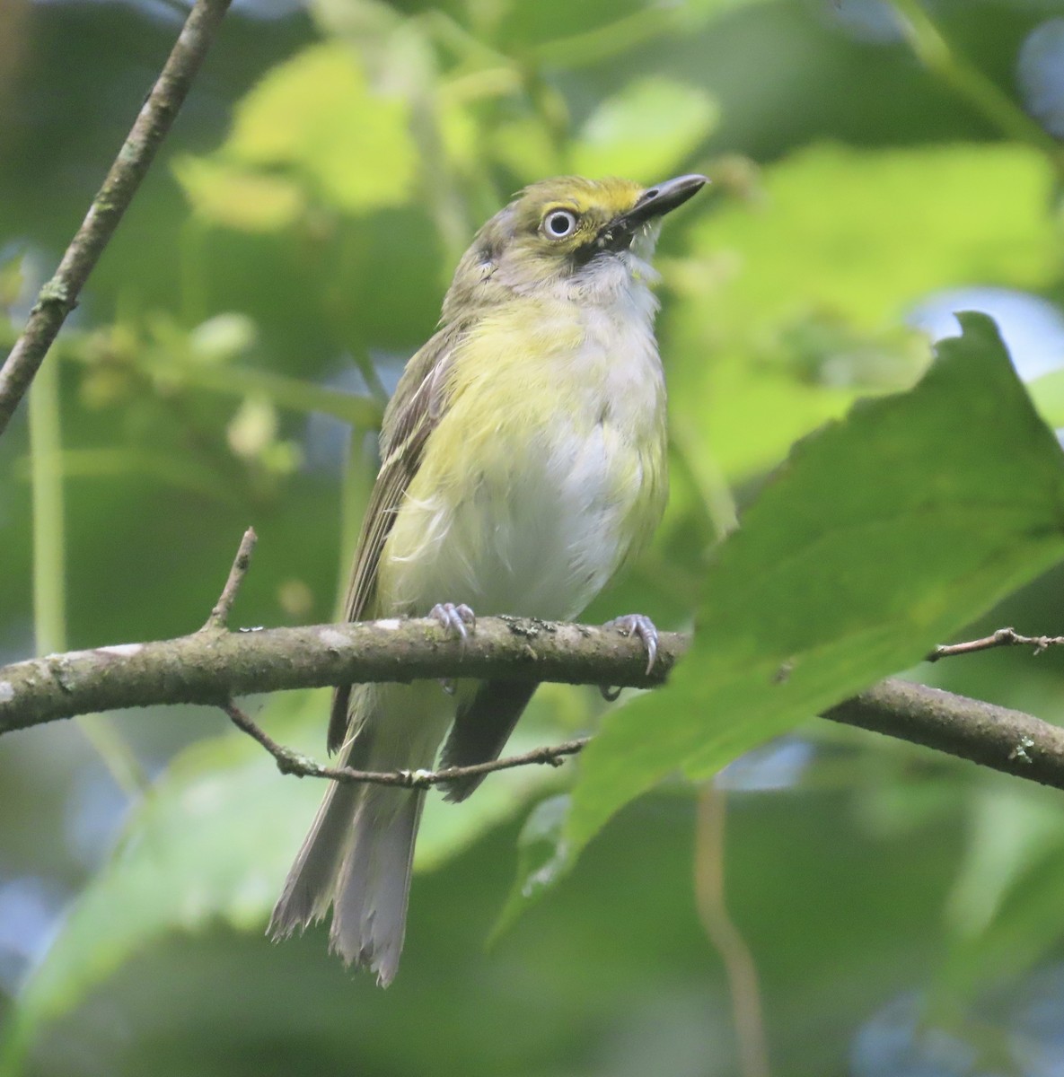 White-eyed Vireo - ML596158631