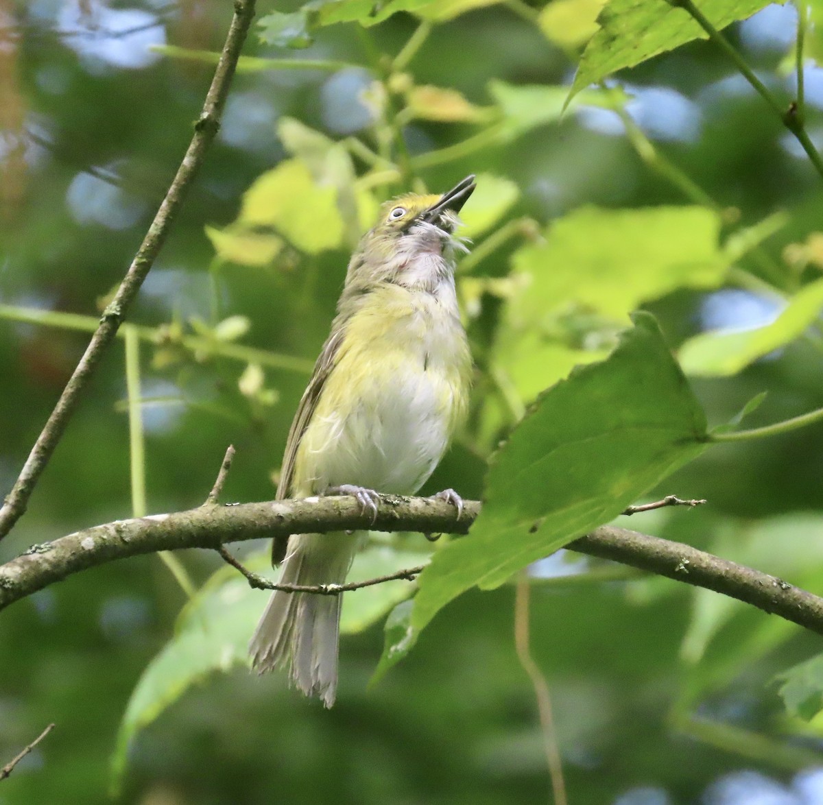 White-eyed Vireo - ML596158641