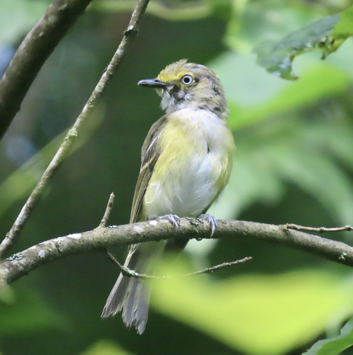 White-eyed Vireo - ML596158651