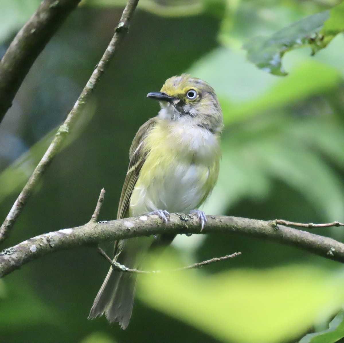 White-eyed Vireo - ML596158661