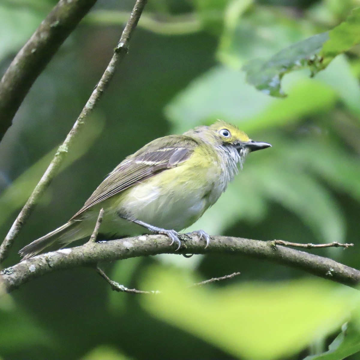 White-eyed Vireo - ML596158671