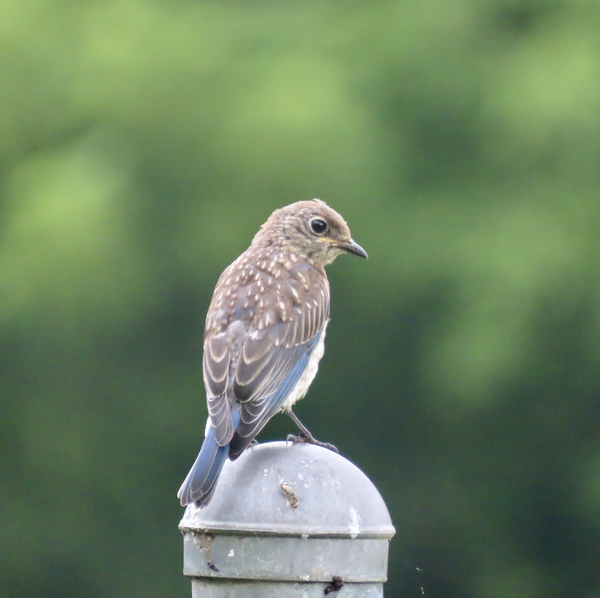 Eastern Bluebird - ML596158741