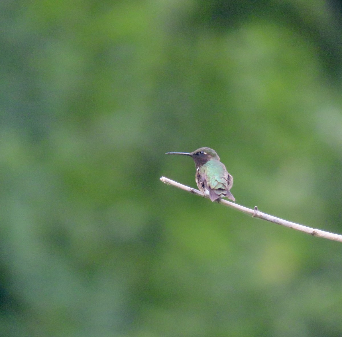 Ruby-throated Hummingbird - ML596158881
