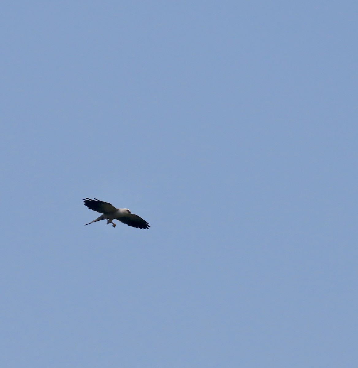 Mississippi Kite - ML596159041