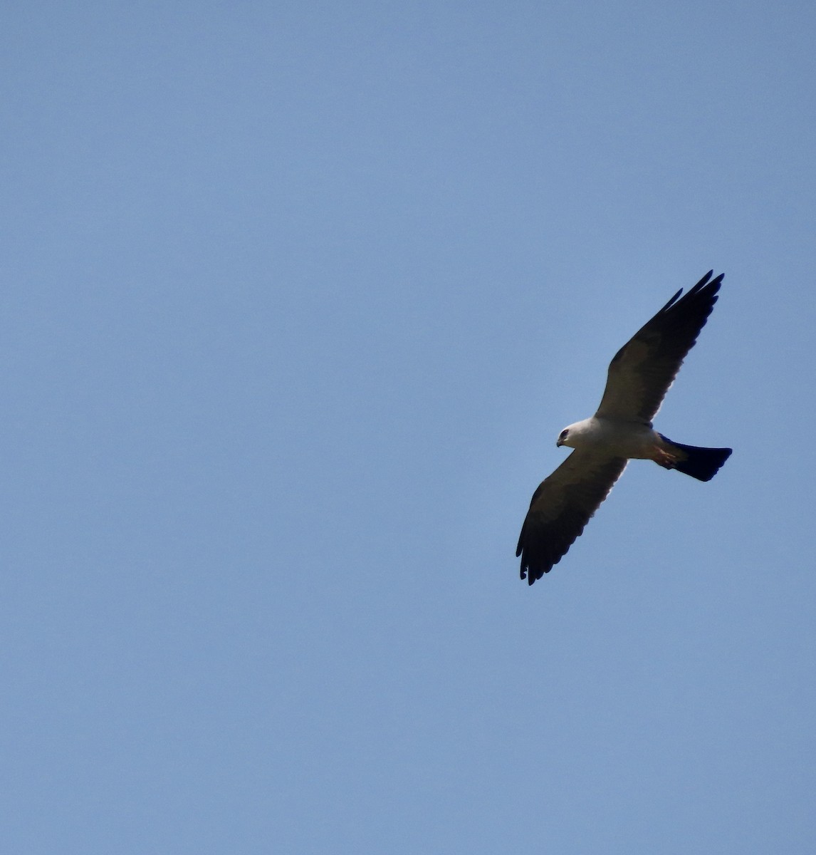 Mississippi Kite - ML596159051