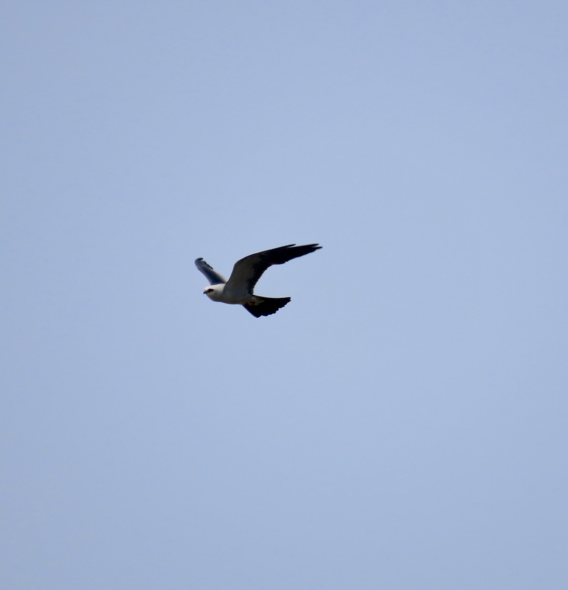 Mississippi Kite - ML596159061