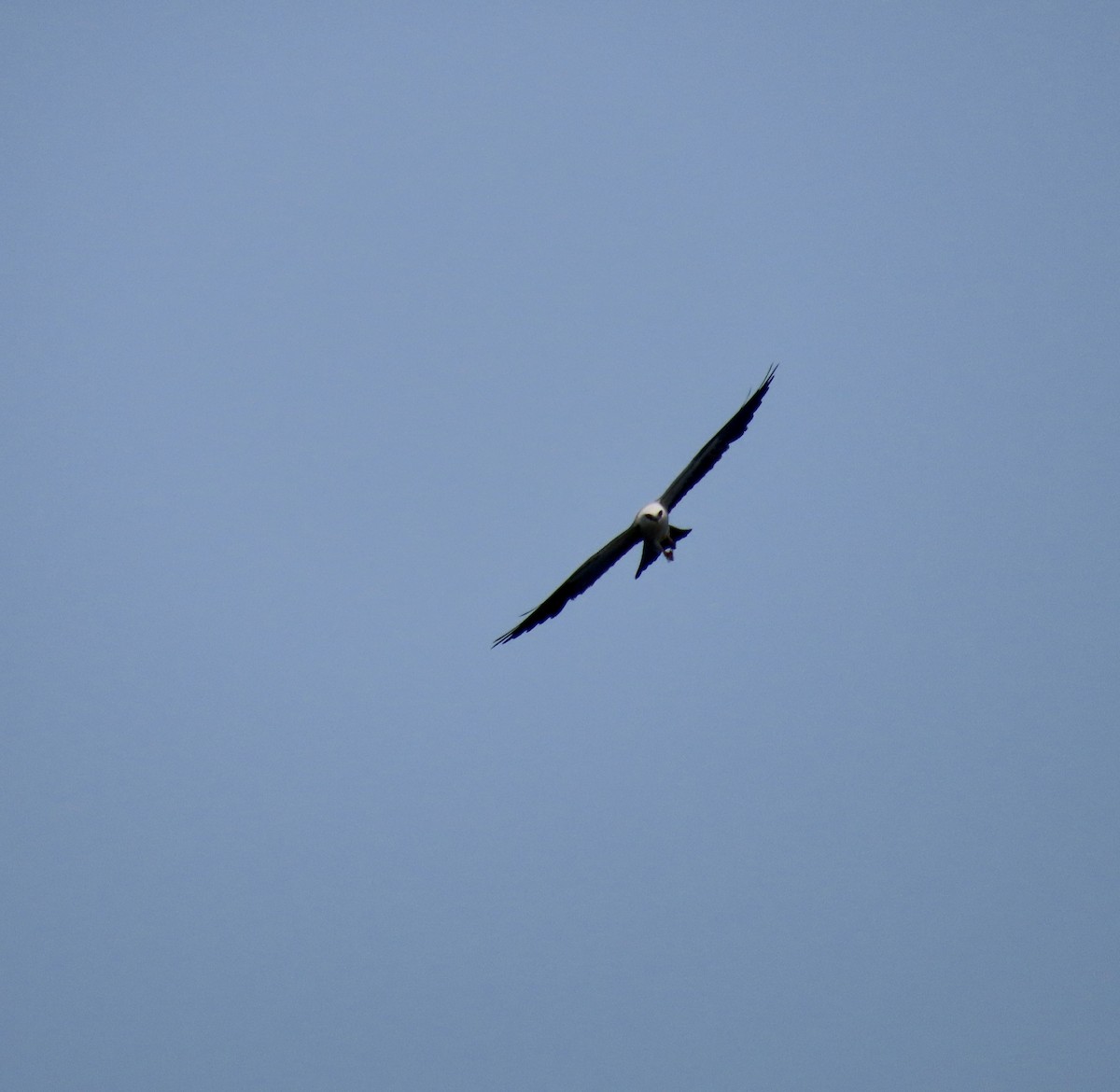 Mississippi Kite - ML596159071