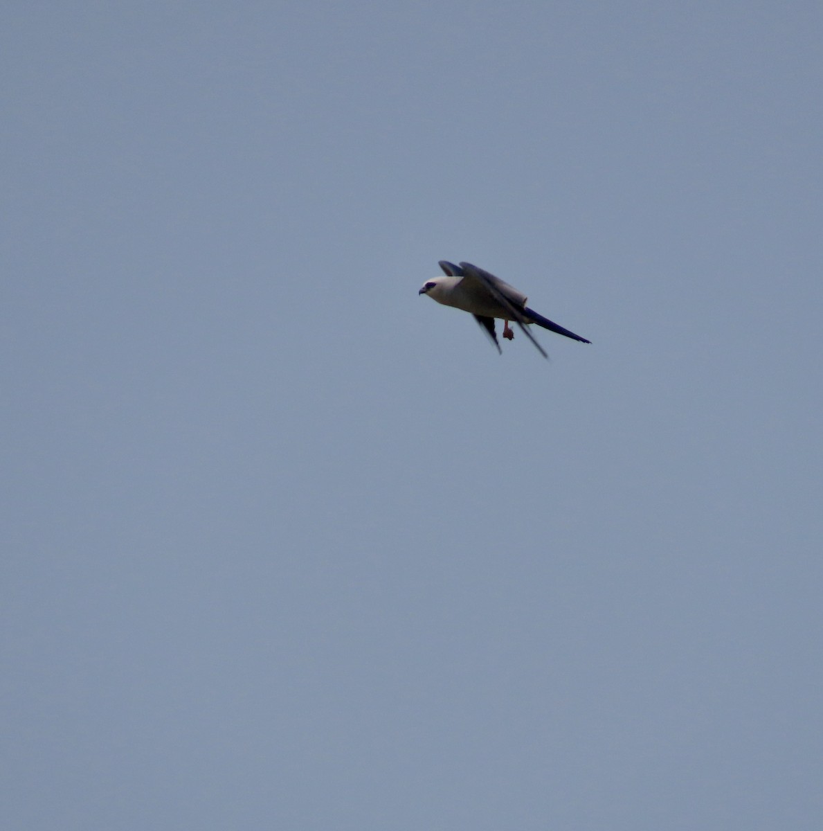 Mississippi Kite - ML596159081