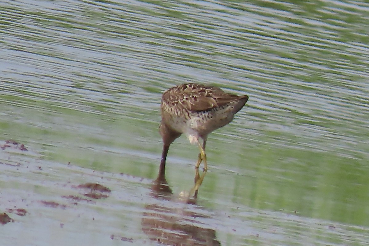 Short-billed Dowitcher - ML596159531