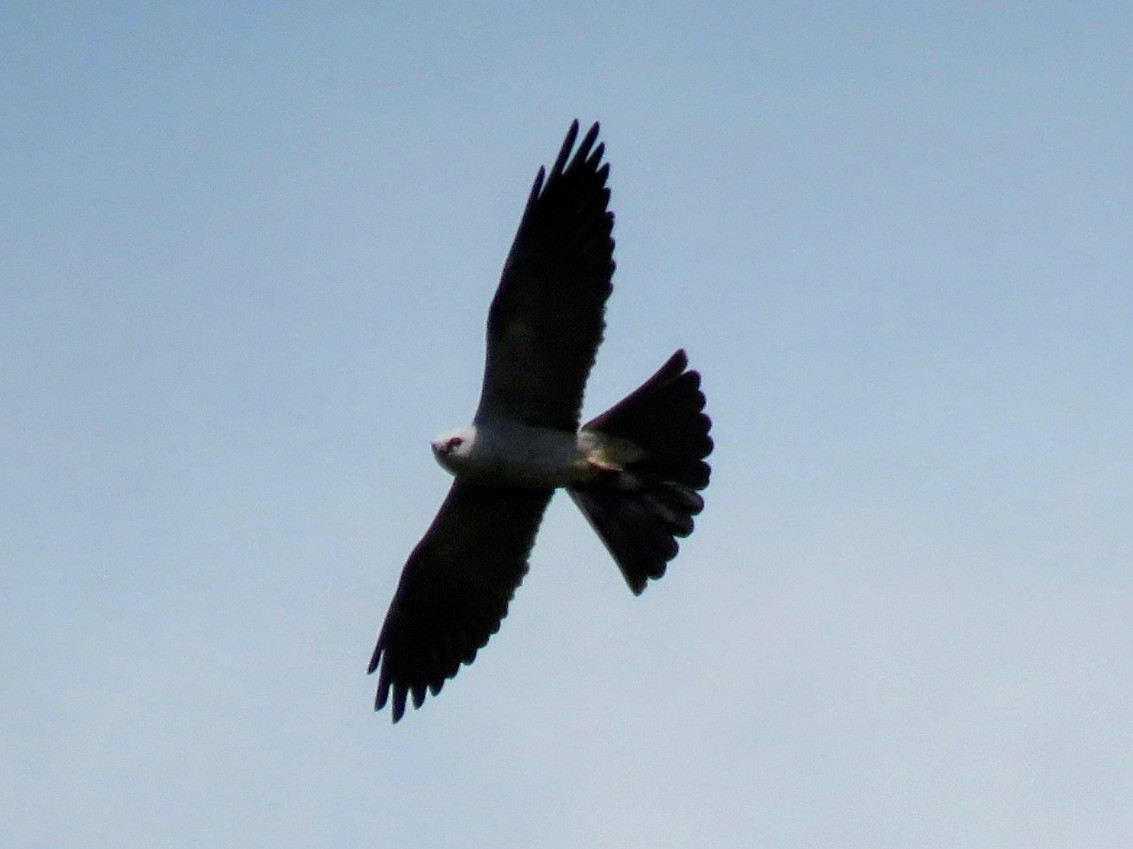 Mississippi Kite - ML596159581