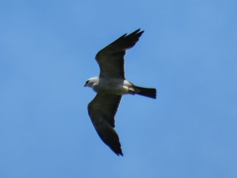Mississippi Kite - ML596159651