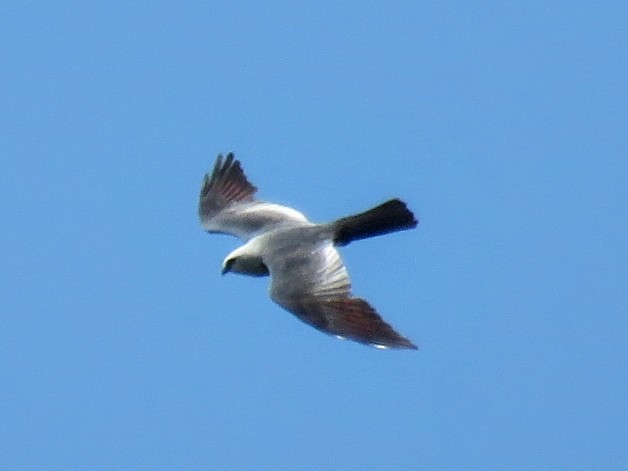 Mississippi Kite - ML596159661