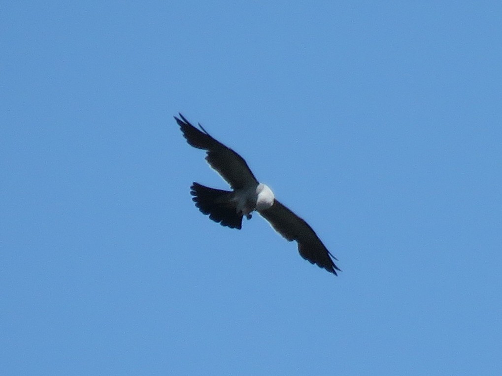 Mississippi Kite - ML596159671