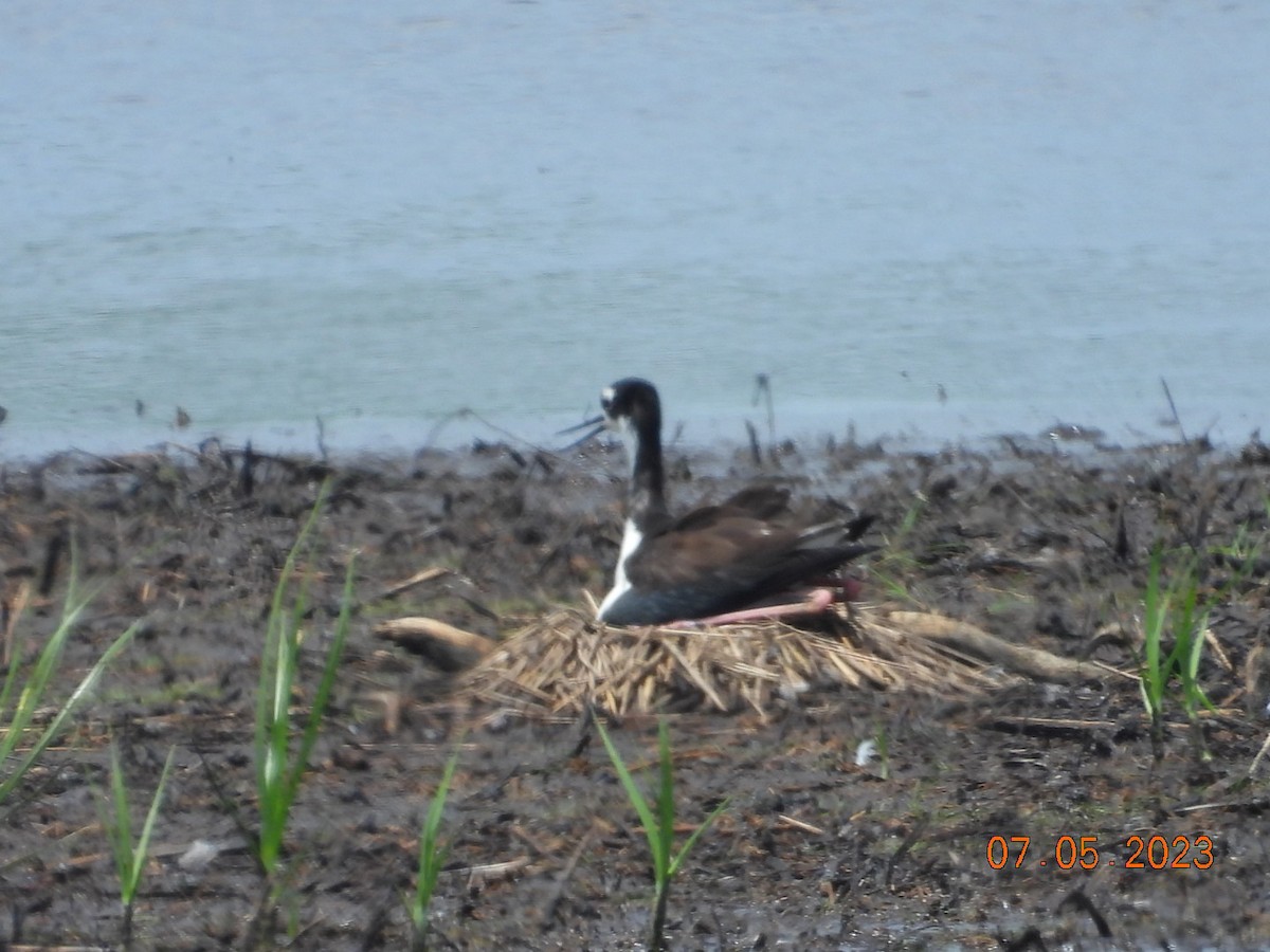 Black-necked Stilt - ML596160881