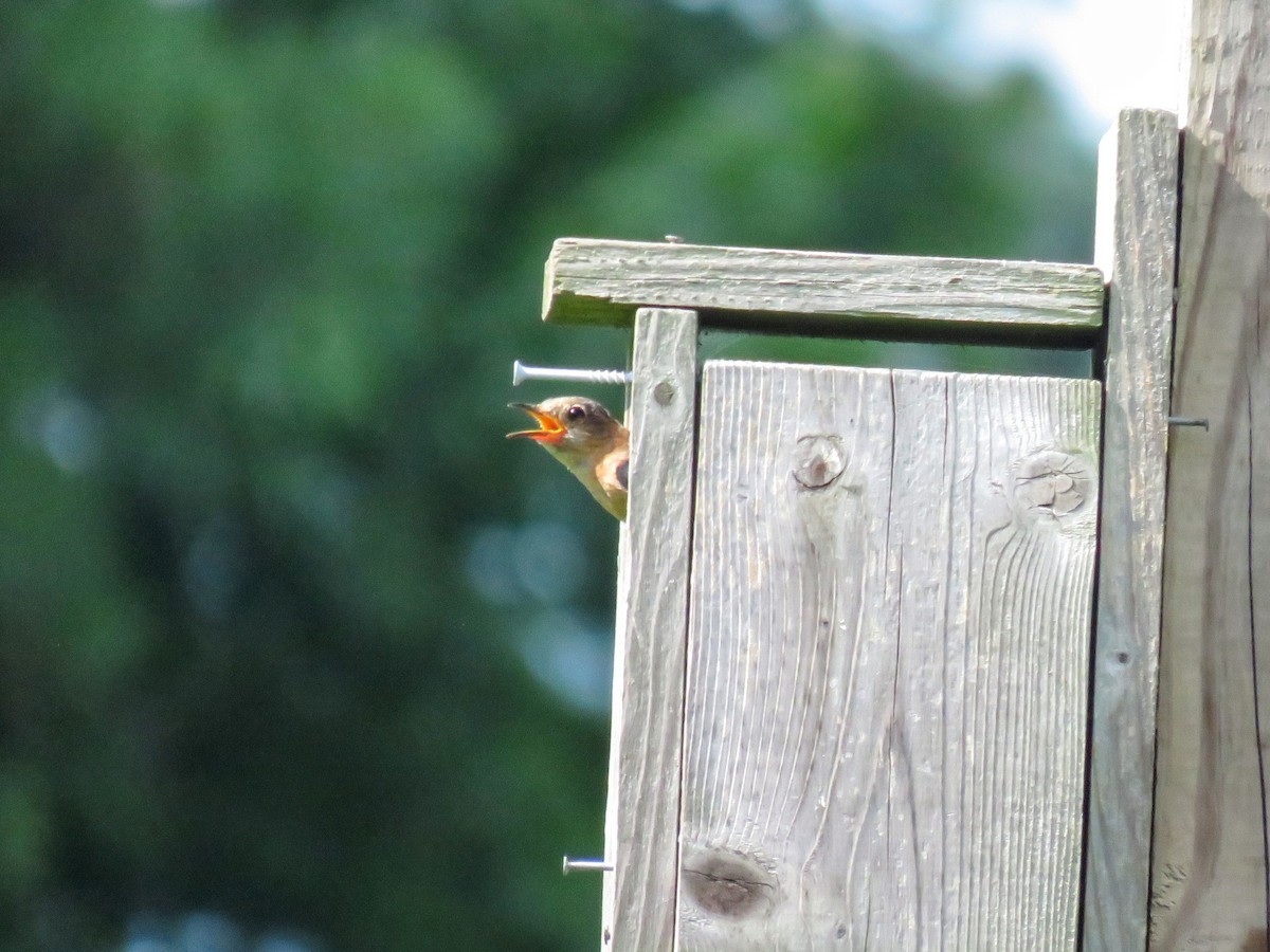 Eastern Bluebird - ML596160921