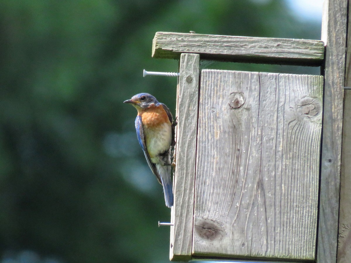 Eastern Bluebird - ML596160931