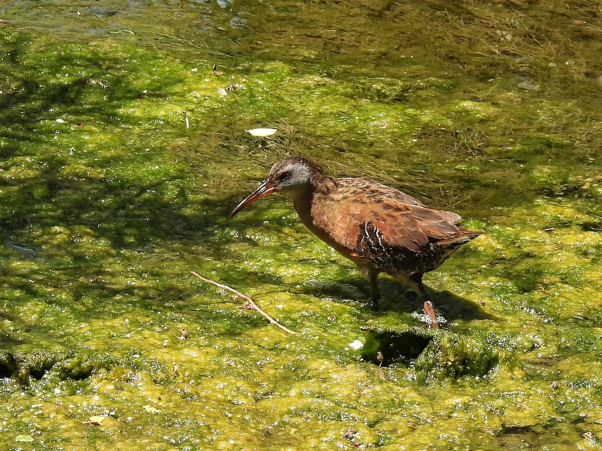 Virginia Rail - ML596160941