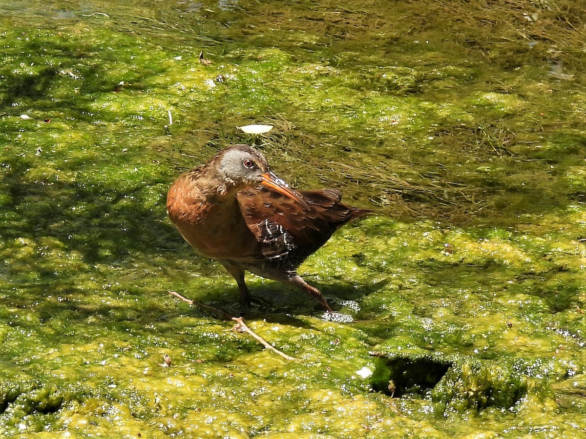 Virginia Rail - ML596160951