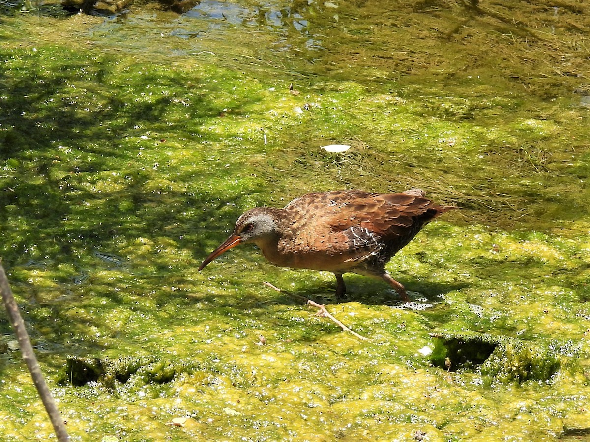 Virginia Rail - ML596160961