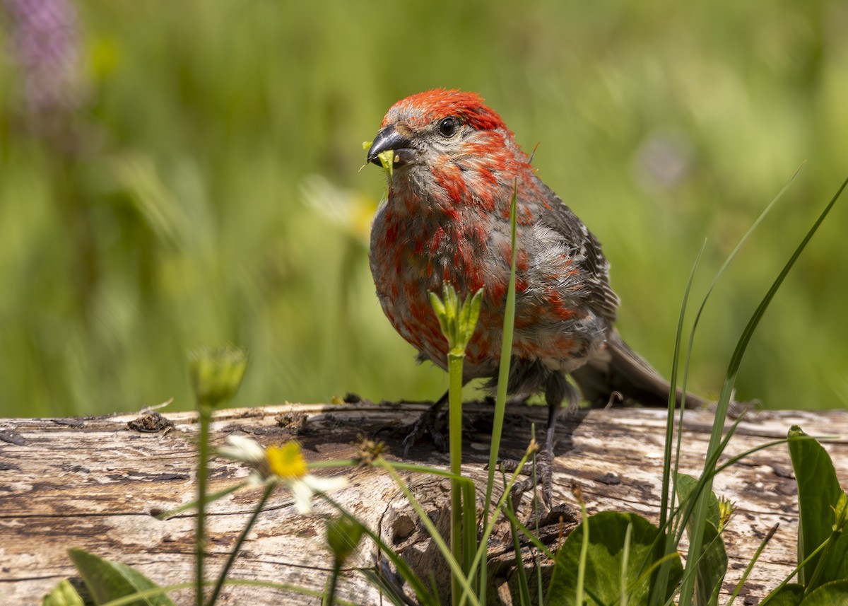 Tayga Çütresi - ML596161191