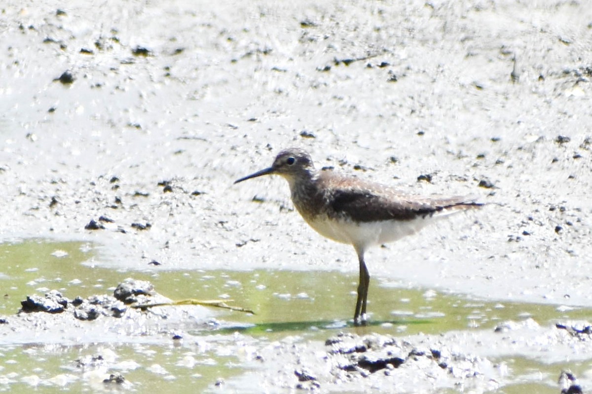 Solitary Sandpiper - ML596161691