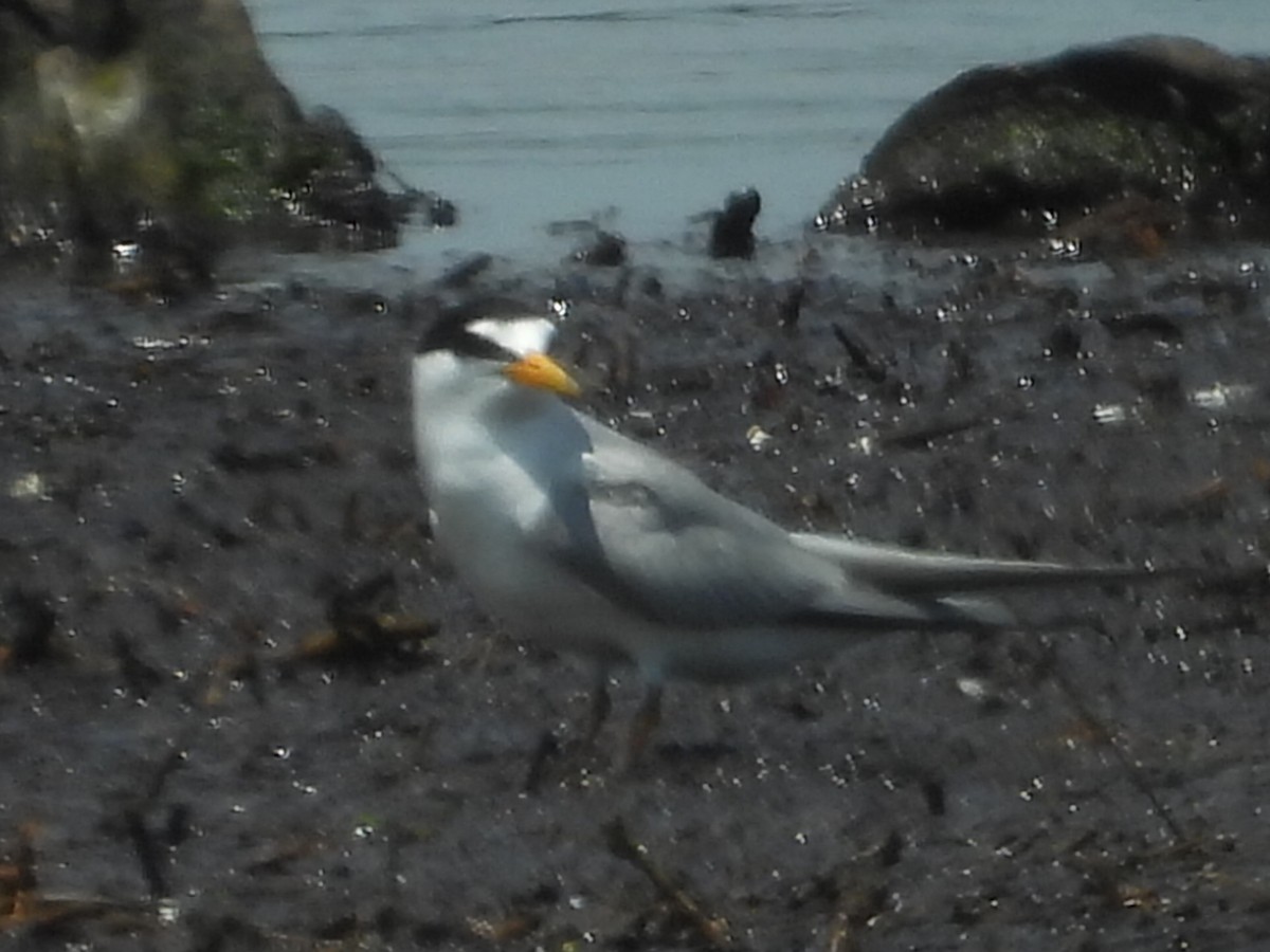 Least Tern - ML596162091