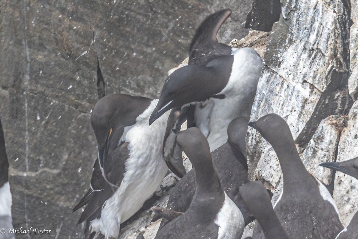 Guillemot de Brünnich - ML596162661