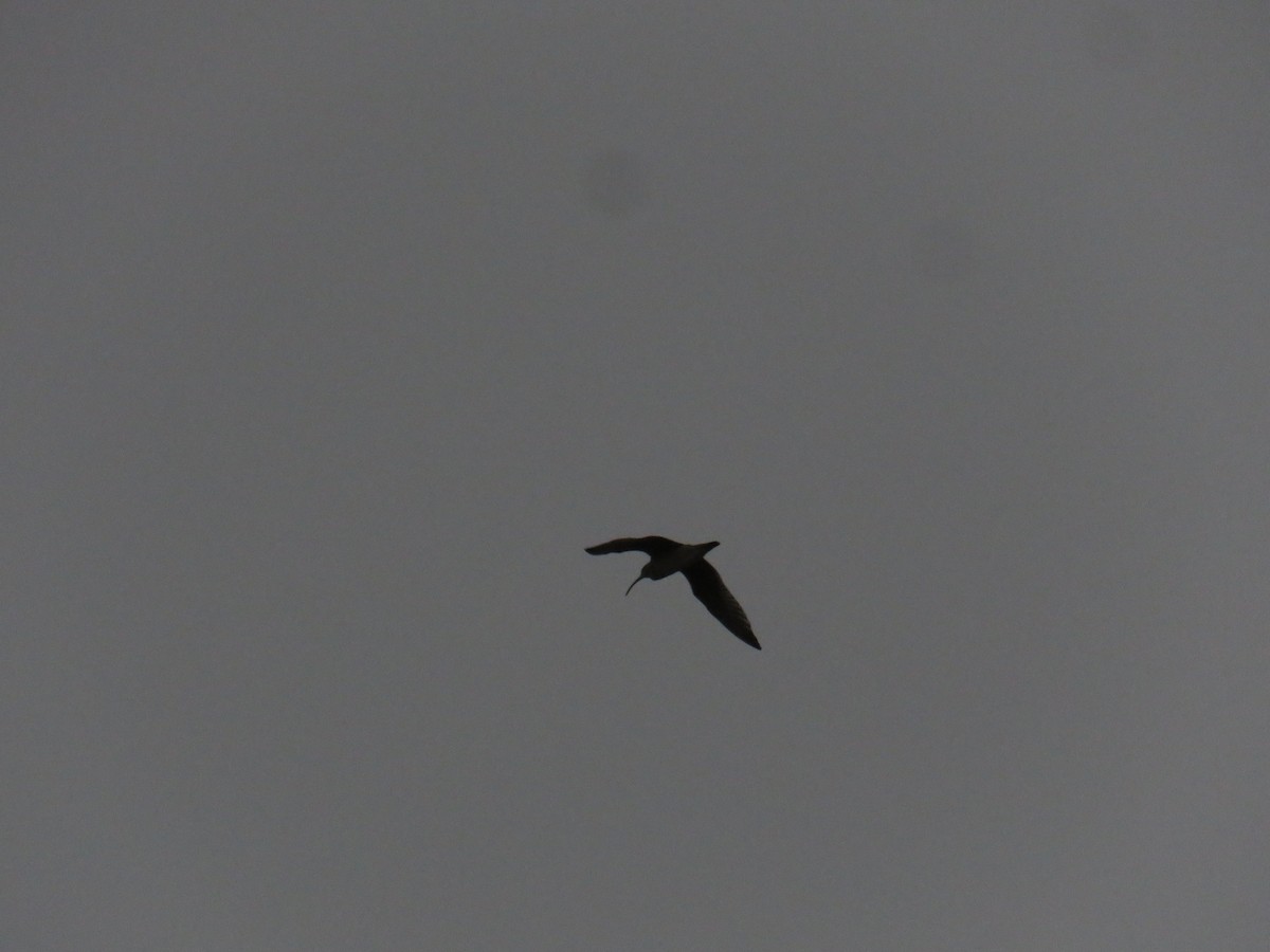 Whimbrel (Hudsonian) - ML596162691