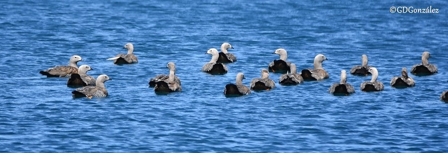 Ashy-headed Goose - ML596163161