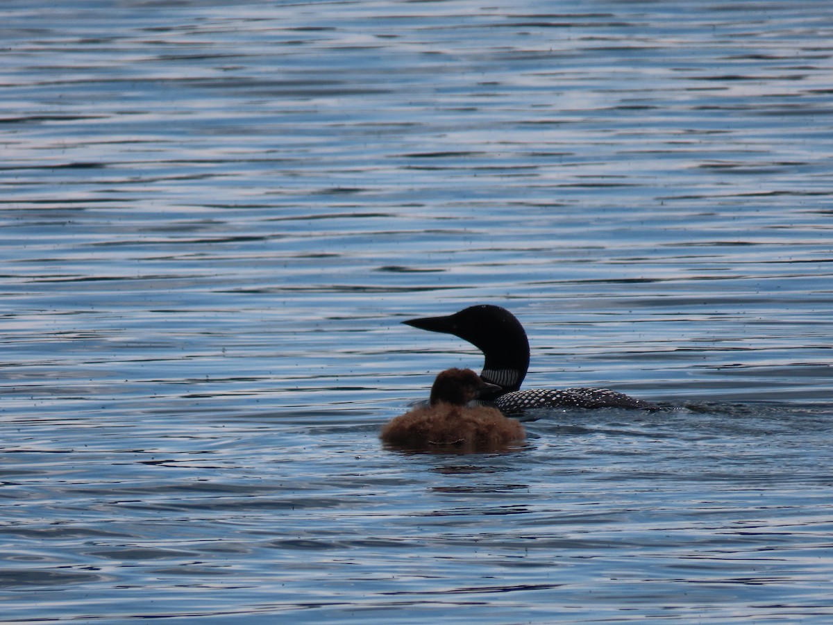 Plongeon huard - ML596163241